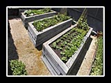 raised beds in a row
