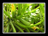 zucchini home grown