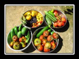 victory garden organic vegatables