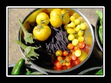 basket of harvested organic vegatables