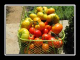 tasty crop of home grown  tomatoes
