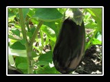 eggplant on the vine